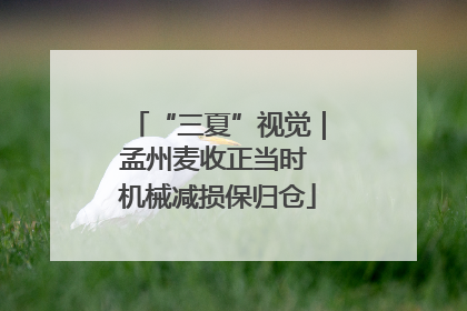 “三夏”视觉｜孟州麦收正当时 机械减损保归仓