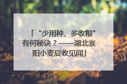 “少用种、多收粮”有何秘诀？——湖北襄阳小麦夏收见闻