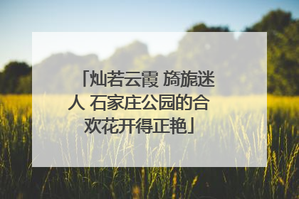 灿若云霞 旖旎迷人 石家庄公园的合欢花开得正艳