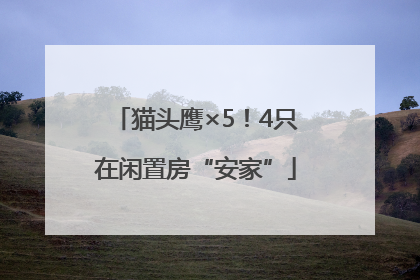 猫头鹰×5！4只在闲置房“安家”