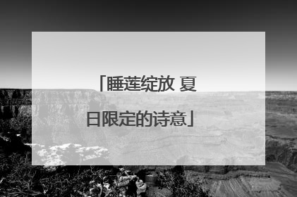 睡莲绽放 夏日限定的诗意