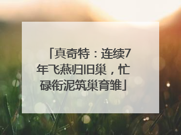 真奇特：连续7年飞燕归旧巢，忙碌衔泥筑巢育雏
