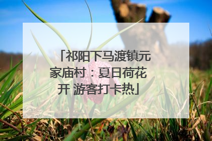 祁阳下马渡镇元家庙村：夏日荷花开 游客打卡热