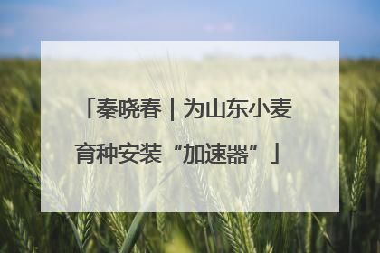 秦晓春｜为山东小麦育种安装“加速器”