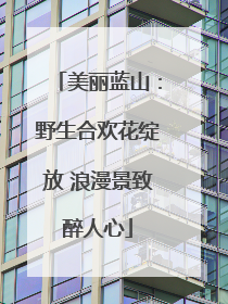 美丽蓝山：野生合欢花绽放 浪漫景致醉人心