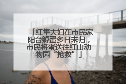 红隼夫妇在市民家阳台孵蛋多日未归，市民将蛋送往红山动物园“抢救”