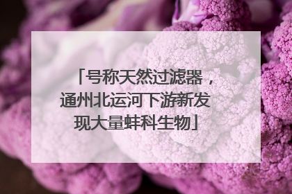 号称天然过滤器，通州北运河下游新发现大量蚌科生物