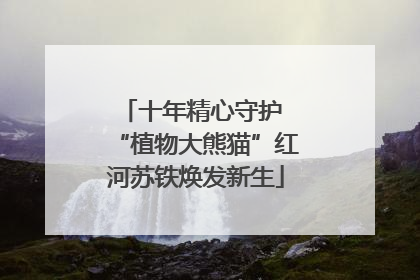 十年精心守护 “植物大熊猫”红河苏铁焕发新生