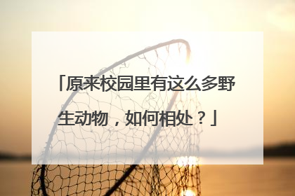 原来校园里有这么多野生动物，如何相处？
