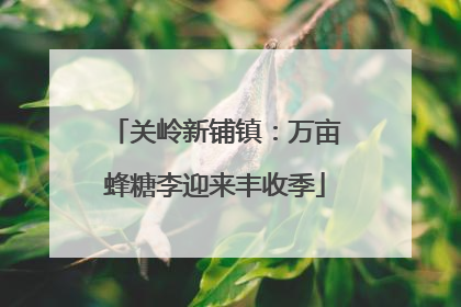 关岭新铺镇：万亩蜂糖李迎来丰收季