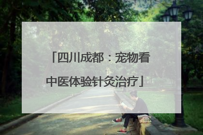 四川成都：宠物看中医体验针灸治疗
