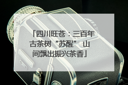 四川旺苍：三百年古茶树“苏醒” 山间飘出振兴茶香