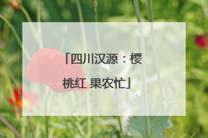 四川汉源：樱桃红 果农忙
