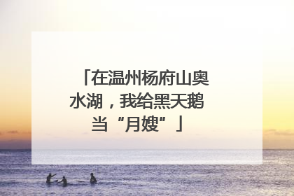 在温州杨府山奥水湖，我给黑天鹅当“月嫂”