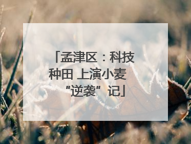 孟津区：科技种田 上演小麦“逆袭”记