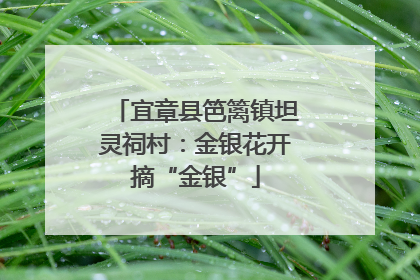 宜章县笆篱镇坦灵祠村：金银花开摘“金银”