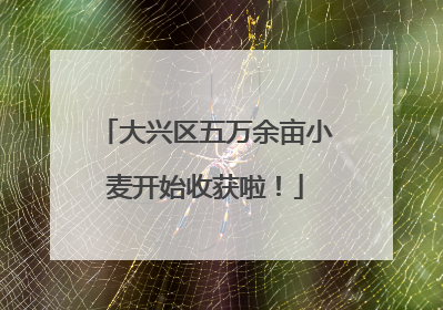 大兴区五万余亩小麦开始收获啦！