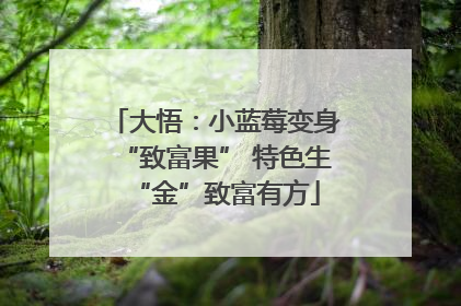 大悟：小蓝莓变身“致富果” 特色生“金”致富有方