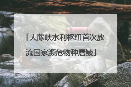 大藤峡水利枢纽首次放流国家濒危物种唇鲮