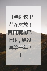 当阳这里荷花怒放！夏日顶流已上线，错过再等一年！