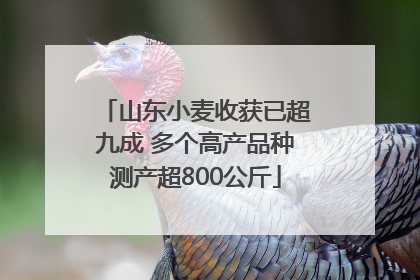 山东小麦收获已超九成 多个高产品种测产超800公斤