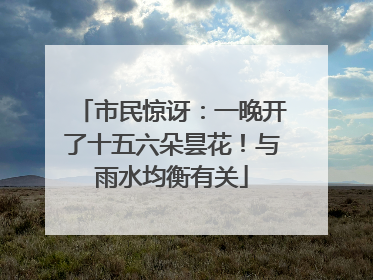 市民惊讶：一晚开了十五六朵昙花！与雨水均衡有关