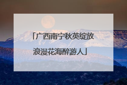 广西南宁秋英绽放 浪漫花海醉游人