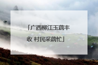 广西柳江玉藕丰收 村民采藕忙