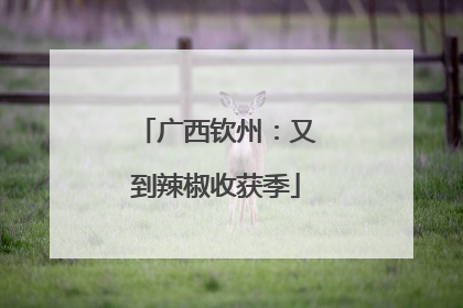 广西钦州：又到辣椒收获季