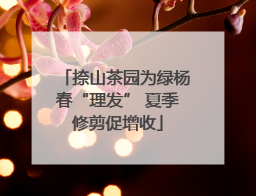 捺山茶园为绿杨春“理发” 夏季修剪促增收