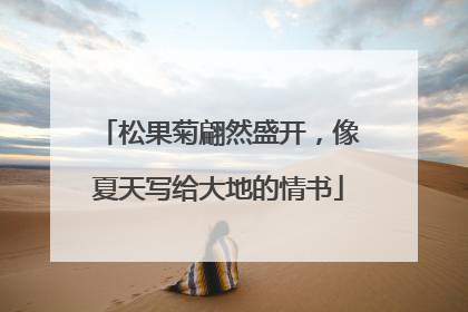 松果菊翩然盛开，像夏天写给大地的情书