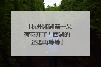 杭州湘湖第一朵荷花开了！西湖的还要再等等