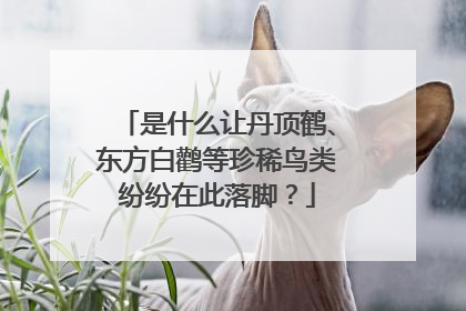 是什么让丹顶鹤、东方白鹳等珍稀鸟类纷纷在此落脚？