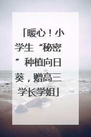 暖心！小学生“秘密”种植向日葵，赠高三学长学姐