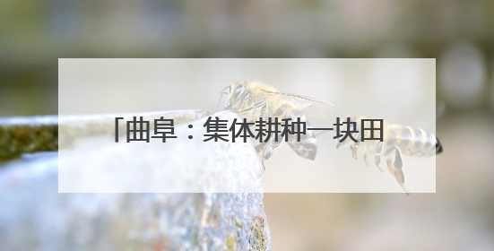 曲阜：集体耕种一块田 二张曲村“稻”路宽