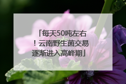 每天50吨左右！云南野生菌交易逐渐进入高峰期