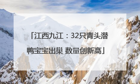 江西九江：32只青头潜鸭宝宝出巢 数量创新高