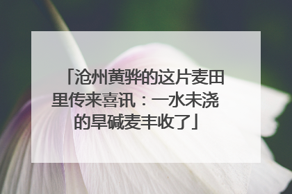 沧州黄骅的这片麦田里传来喜讯：一水未浇的旱碱麦丰收了