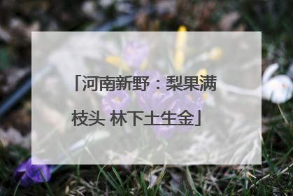 河南新野：梨果满枝头 林下土生金