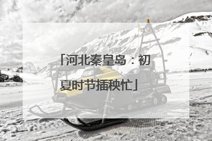 河北秦皇岛：初夏时节插秧忙