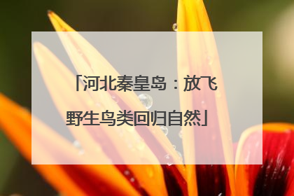 河北秦皇岛：放飞野生鸟类回归自然
