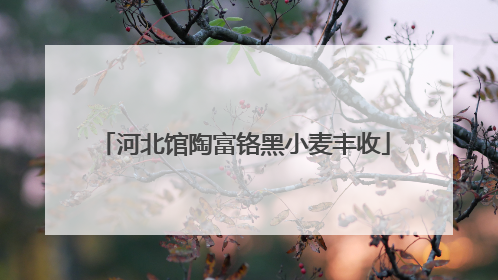 河北馆陶富铬黑小麦丰收