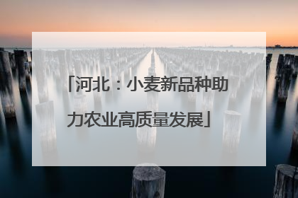 河北：小麦新品种助力农业高质量发展