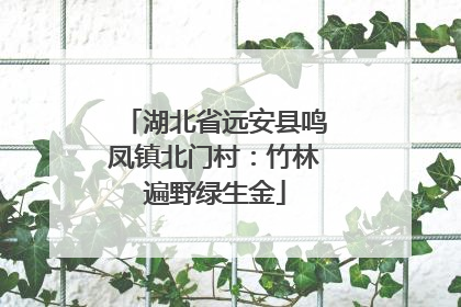 湖北省远安县鸣凤镇北门村：竹林遍野绿生金