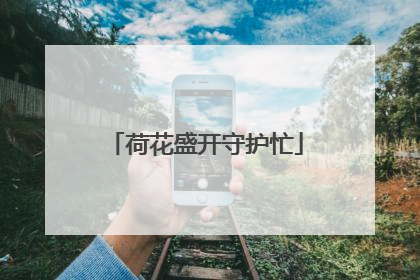 荷花盛开守护忙