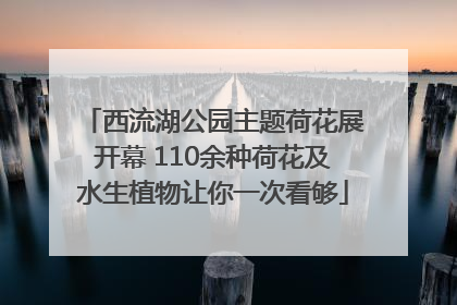西流湖公园主题荷花展开幕 110余种荷花及水生植物让你一次看够