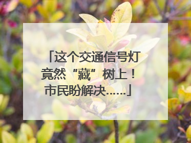 这个交通信号灯竟然“藏”树上！市民盼解决……