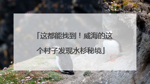 这都能找到！威海的这个村子发现水杉秘境