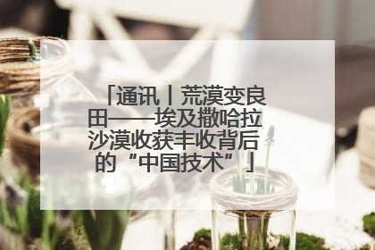 通讯丨荒漠变良田——埃及撒哈拉沙漠收获丰收背后的“中国技术”