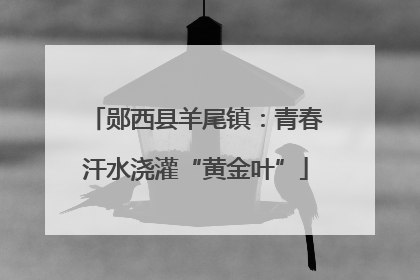 郧西县羊尾镇：青春汗水浇灌“黄金叶”
